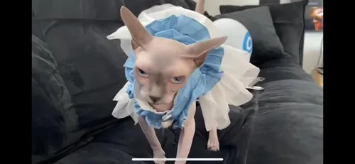 מיכאלוש