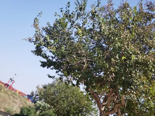 תציטה 