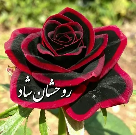 הרקולס2000