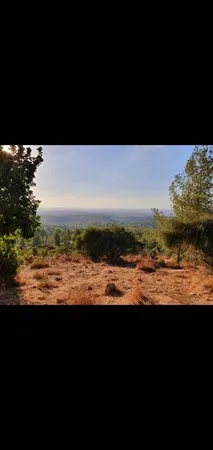 חן.