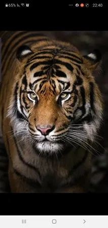 Panter717