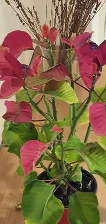 שונקה 