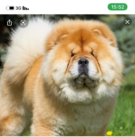 Benben77