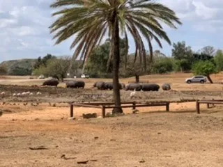 מאצו1515