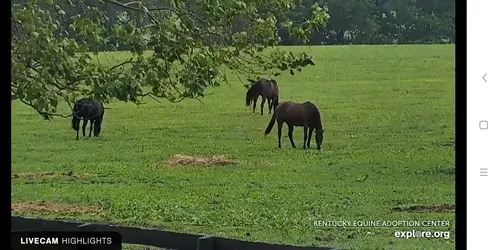 Gtf