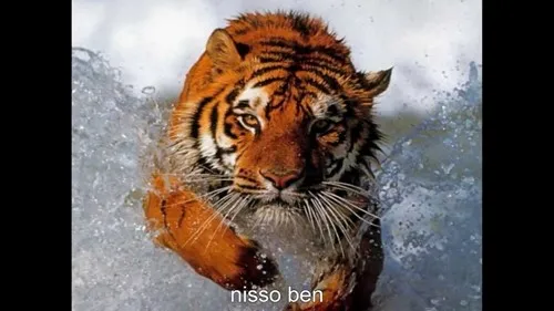 zfrend