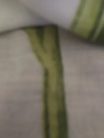 סנו