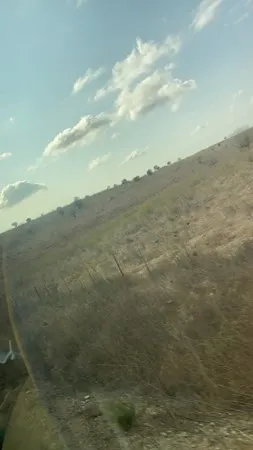 פאפיייי