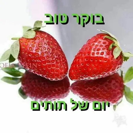 ראובן 46