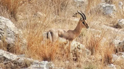 זמנזעססי
