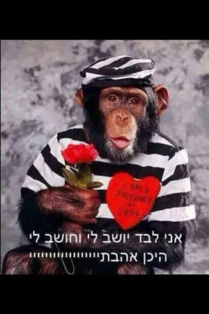*** דאדי.