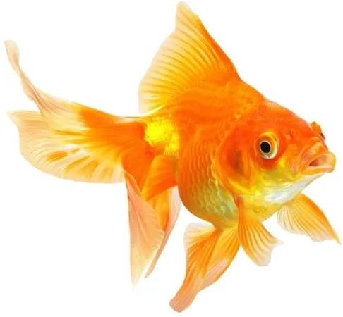 Goldfish973a