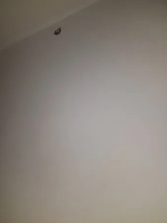 פלדט