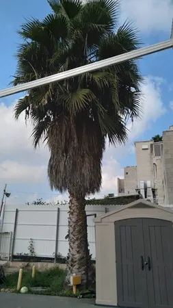 אוריי 9876