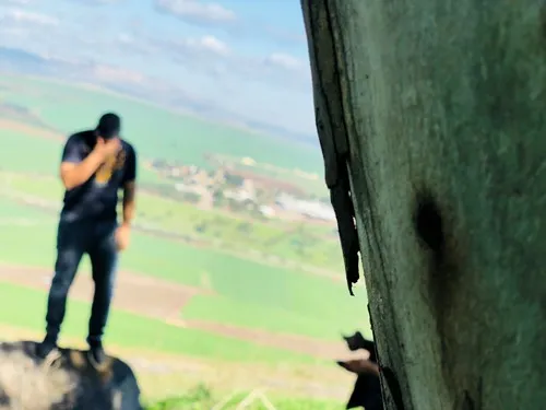 טולי. 