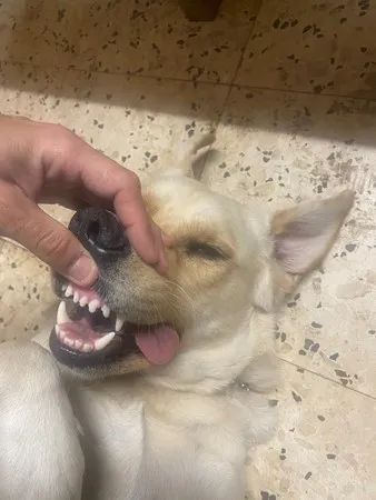 johnny bravo