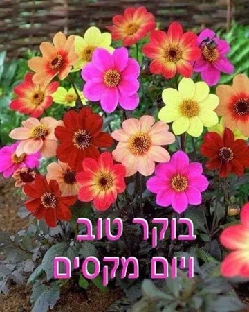 משבצת