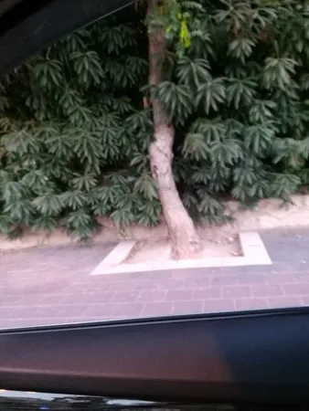 שרון....