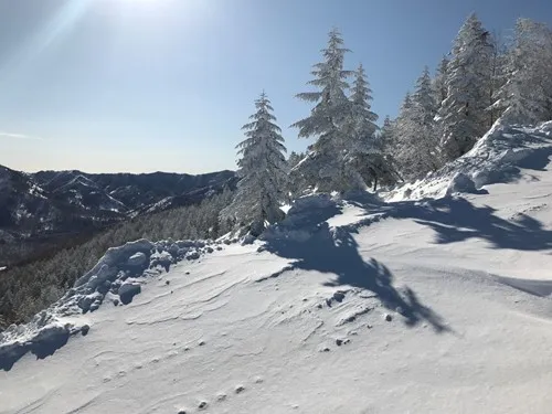 avivgal