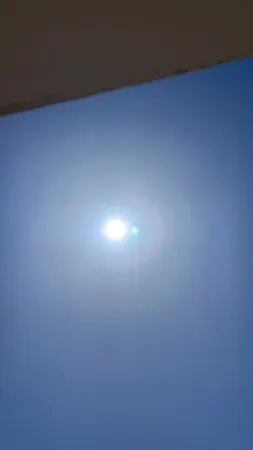 מיכאל זיו 