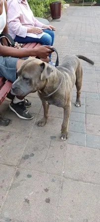 יצחק ז