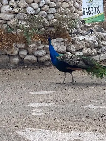 מוכנה להכיר