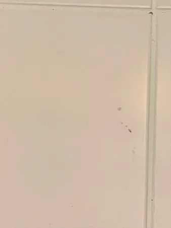 אריהכחל