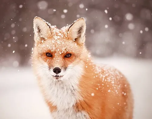 Winterfox