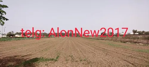 AlonNew2017