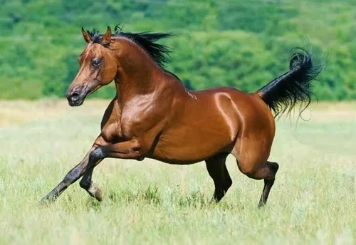 Gihad