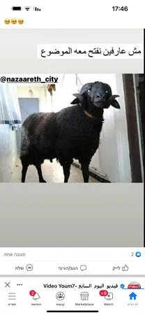 פרופיסור