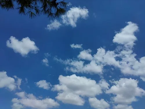 תות קטרזיס