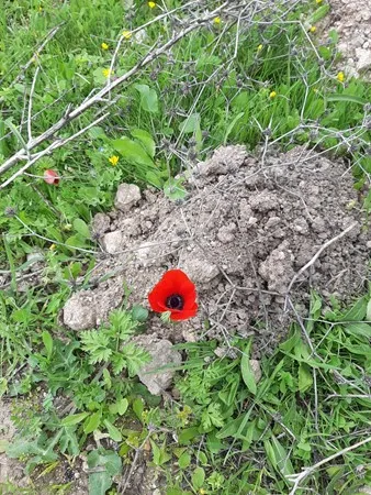 Mazchik