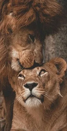 نوح