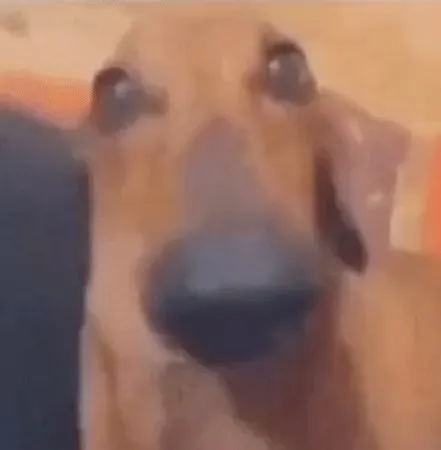 niggerboyyyyyy