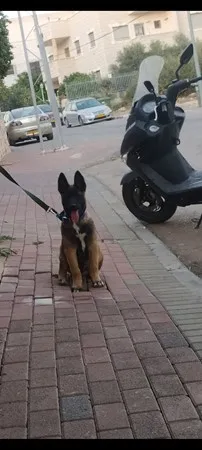 Avbj