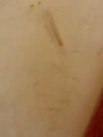 נועם טוי