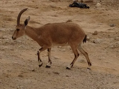 lior dayan
