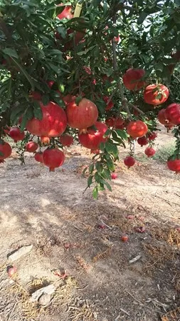 גם גם גם