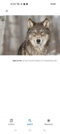 פרפר צהוב 