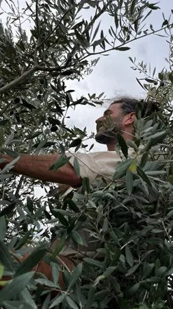 דה דה