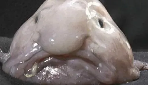 Mrporn