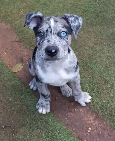 mijo