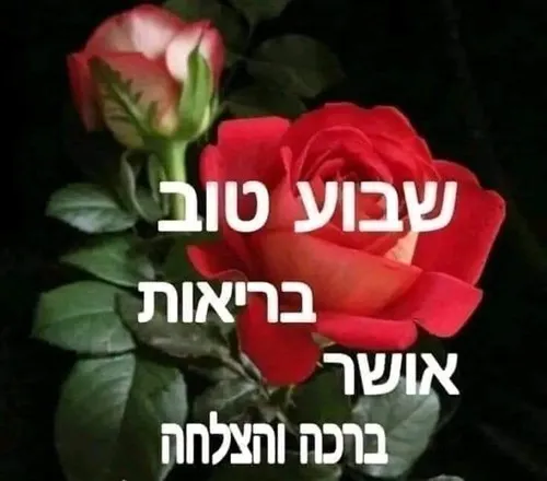חיים 500