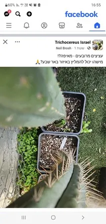 מחפש לענג טראנס