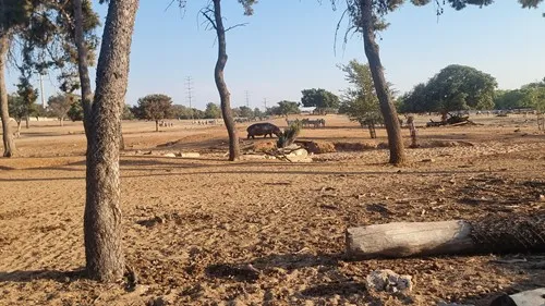 שחור גדול.