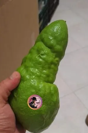 יהודה 42
