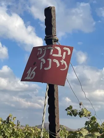 אניאניאני66