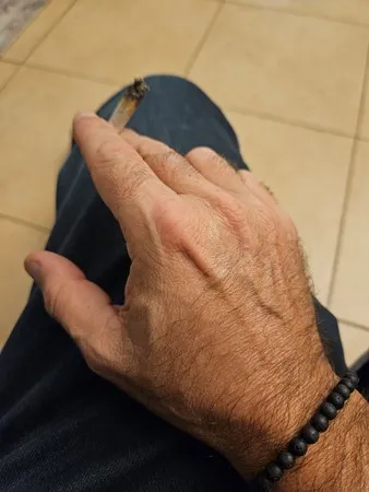 אורן 53