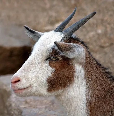 שובבון גדול